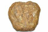 Hadrosaur (Edmontosaurus) Caudal Vertebra Centrum - Wyoming #370680-1